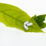 pill