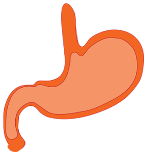 Digestion