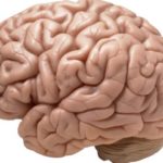 brain